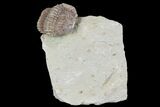 Bargain, Kainops Trilobite - Oklahoma #95925-2